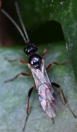 Endasys Unidentified 5