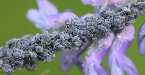 Tufted Vetch Aphid