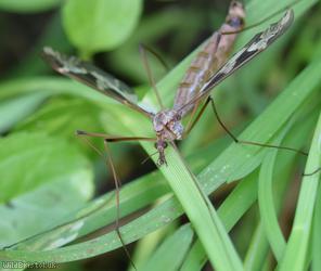 Tipula maxima