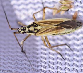 Leptopterna dolabrata