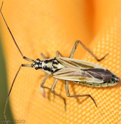 Leptopterna dolabrata