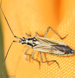Leptopterna dolabrata