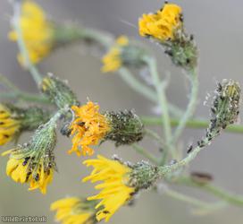 Black-backed Daisy Aphid