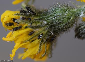 Black-backed Daisy Aphid