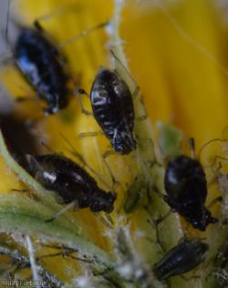 Black-backed Daisy Aphid