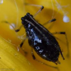 Black-backed Daisy Aphid