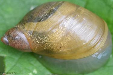Amber Snail