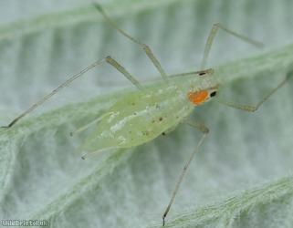 Large Blackberry Aphid