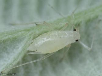 Large Blackberry Aphid