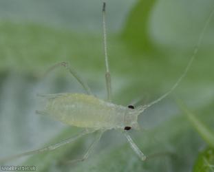 Large Blackberry Aphid