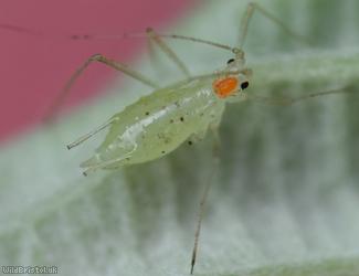 Large Blackberry Aphid