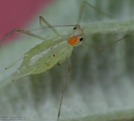 Large Blackberry Aphid