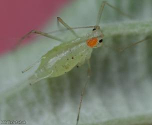 Large Blackberry Aphid