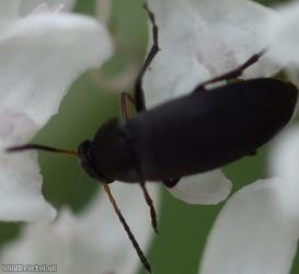 Anaspis frontalis