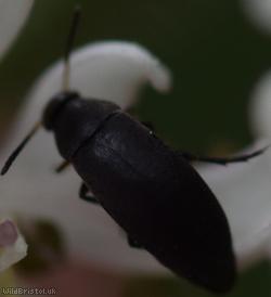 Anaspis frontalis