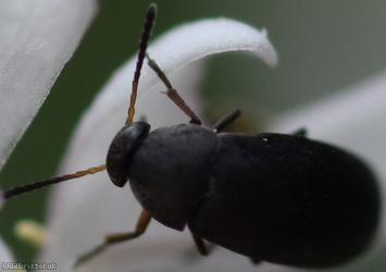 Anaspis frontalis