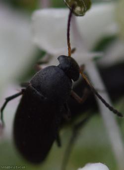 Anaspis frontalis