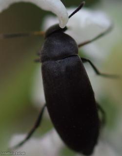 Anaspis frontalis