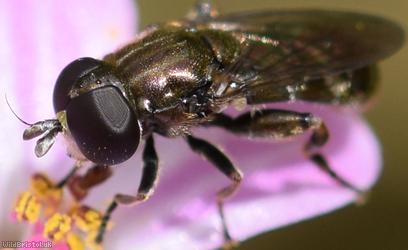 image for Rural Lesser Bulb-fly