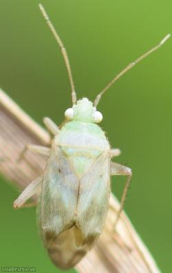 Megalocoleus molliculus