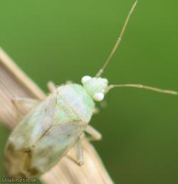 Megalocoleus molliculus