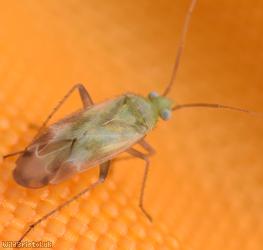Megalocoleus molliculus