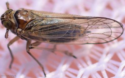 Javesella pellucida