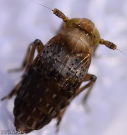 image for Conomelus anceps