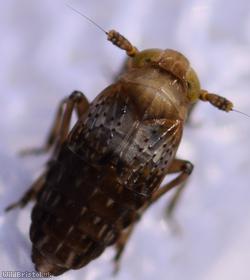 Conomelus anceps