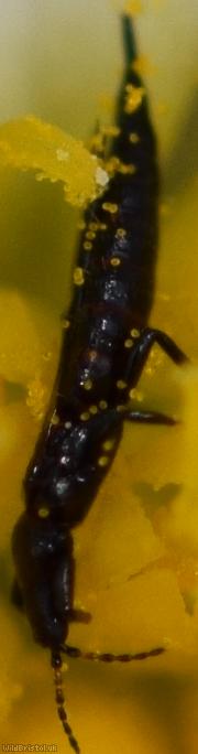 Haplothrips leucanthemi