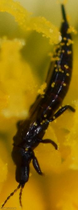 Haplothrips leucanthemi