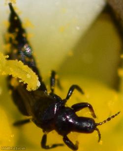 Haplothrips leucanthemi