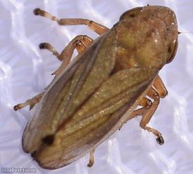 Neophilaenus lineatus