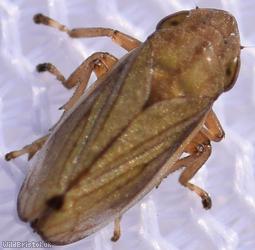 Neophilaenus lineatus