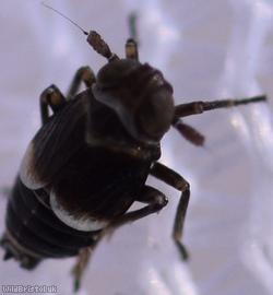 image for Florodelphax leptosoma