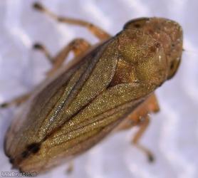 Neophilaenus lineatus