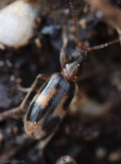 image for Monoceros Beetle