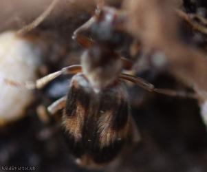 Monoceros Beetle