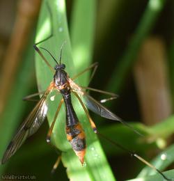 image for Ptychoptera albimana