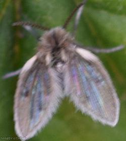 Psychoda gemina