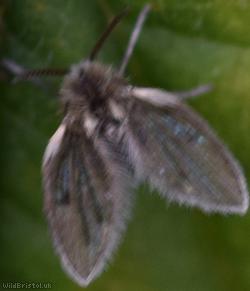 Psychoda gemina