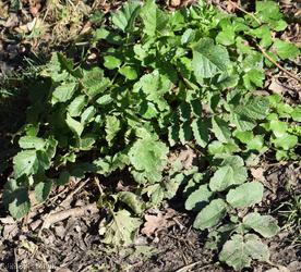 Mediterranean Radish