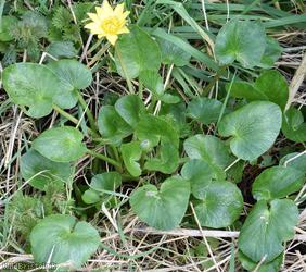 Lesser Celandine