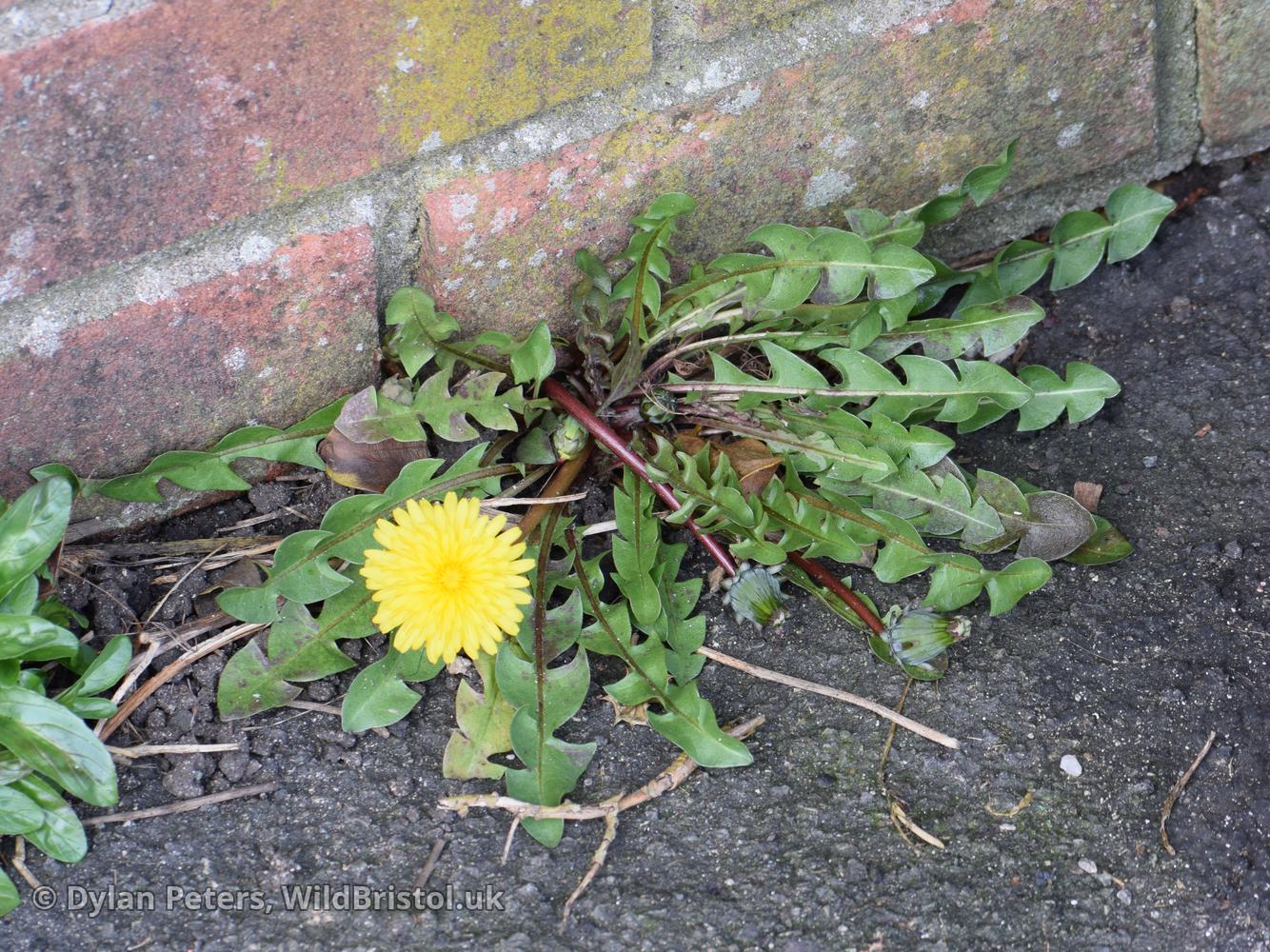*Taraxacum britannicum*