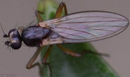 Yellow Spear-winged Fly