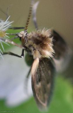 Philosepedon humeralis?