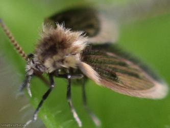 Philosepedon humeralis?