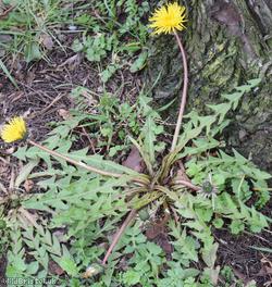 image for Ashley Down Road Dandelion