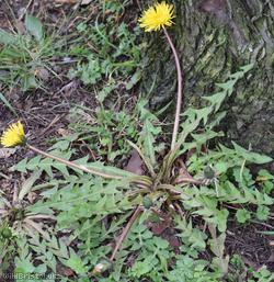 Ashley Down Road Dandelion