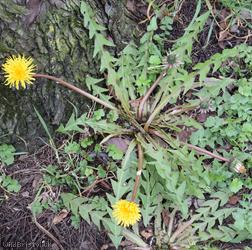 Ashley Down Road Dandelion